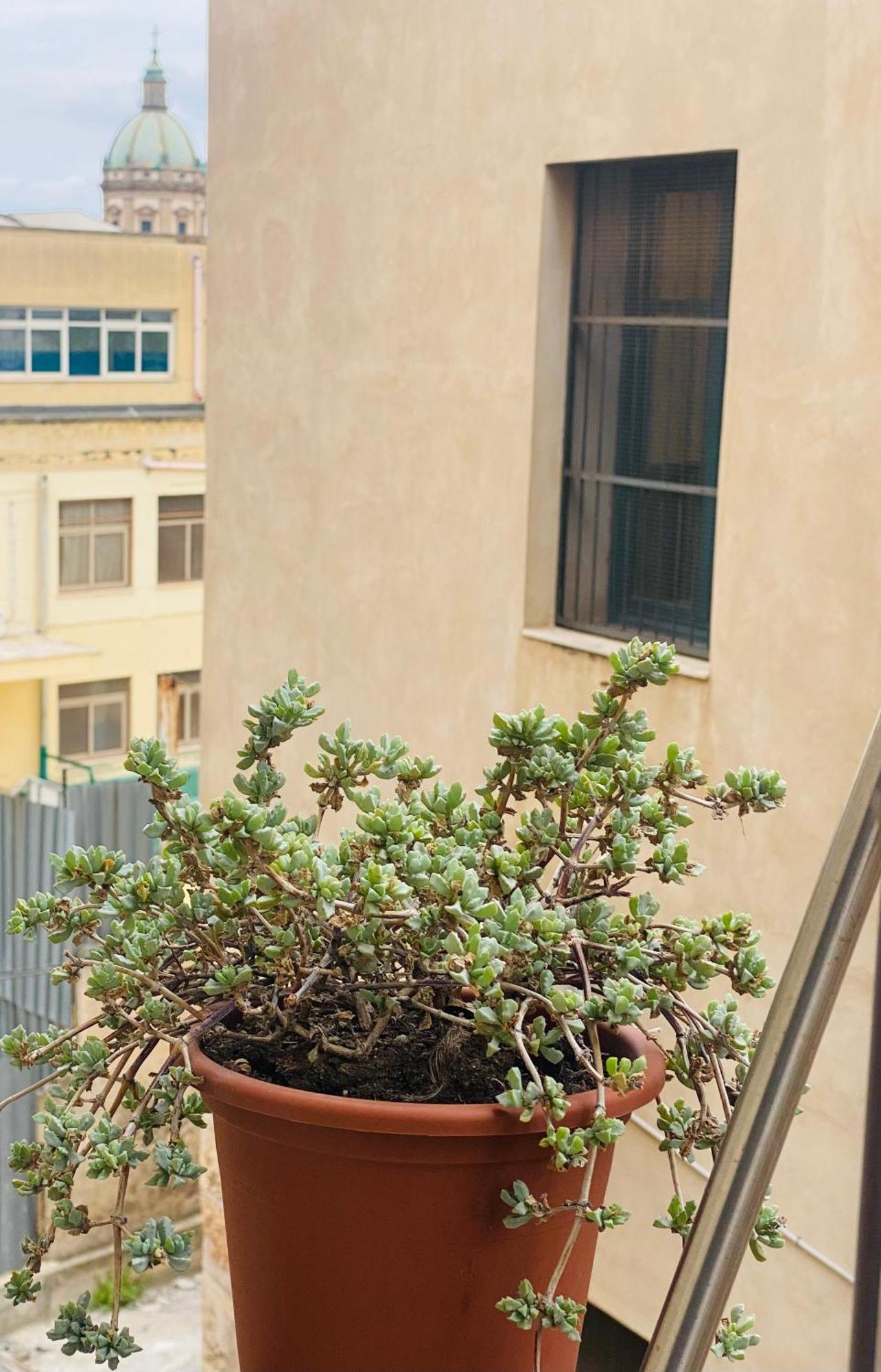 Suite Della Cattedrale Palermo Zewnętrze zdjęcie